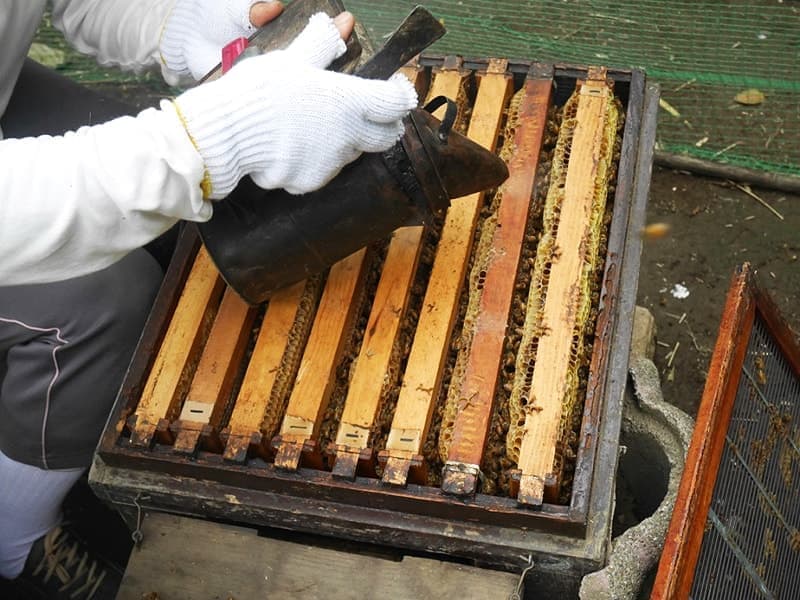 ハチミツ採取の取材をさせていただきました