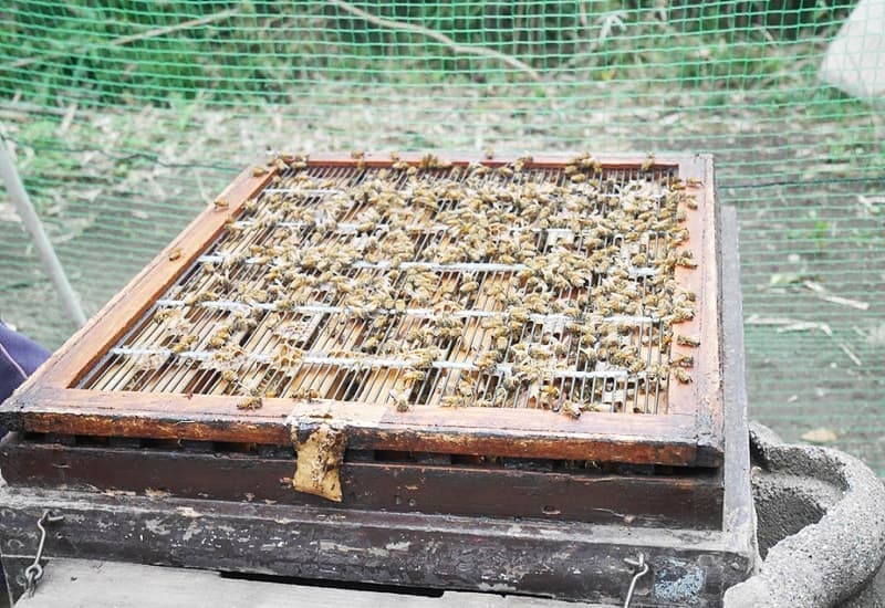 中にはたくさんの蜂