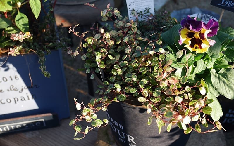 お花屋さんも何店舗か出店