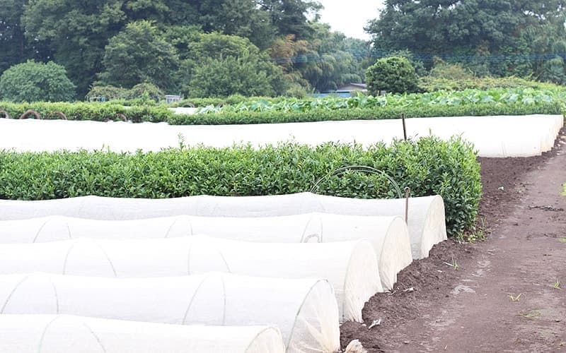 畑や木々の緑に囲まれた場所に陶房はありました