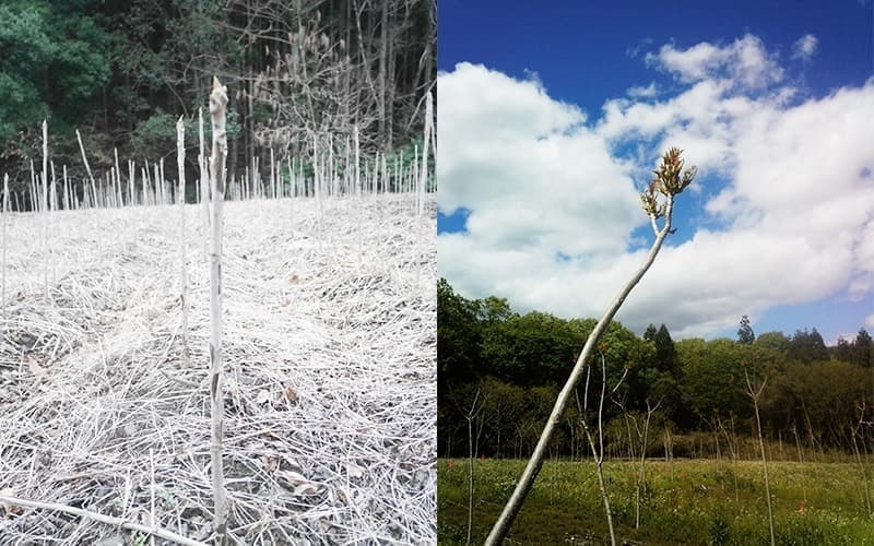茨城県は国産漆の生産量第2位の県