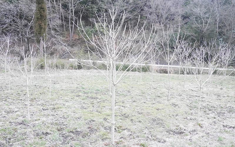 漆の木を育てるには広い土地が必要