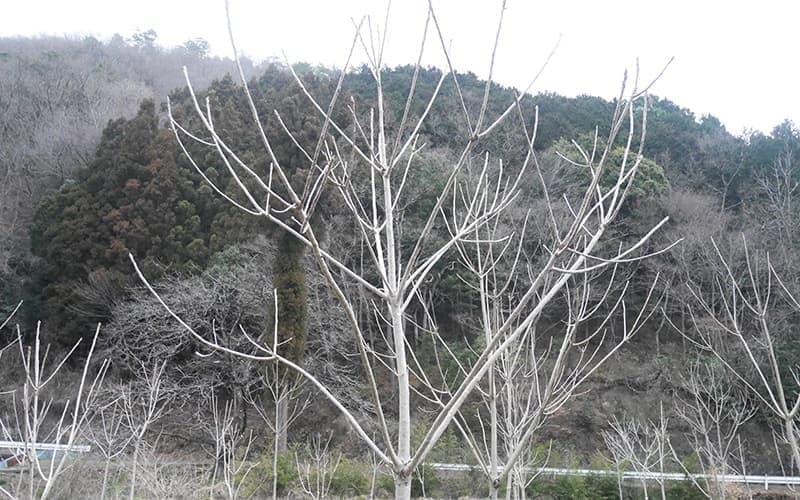 漆の木の樹齢の数え方