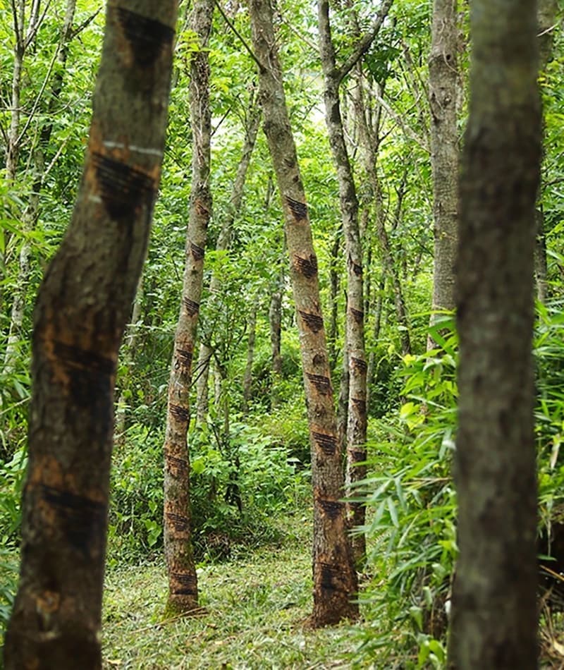 一本の木から採れる量