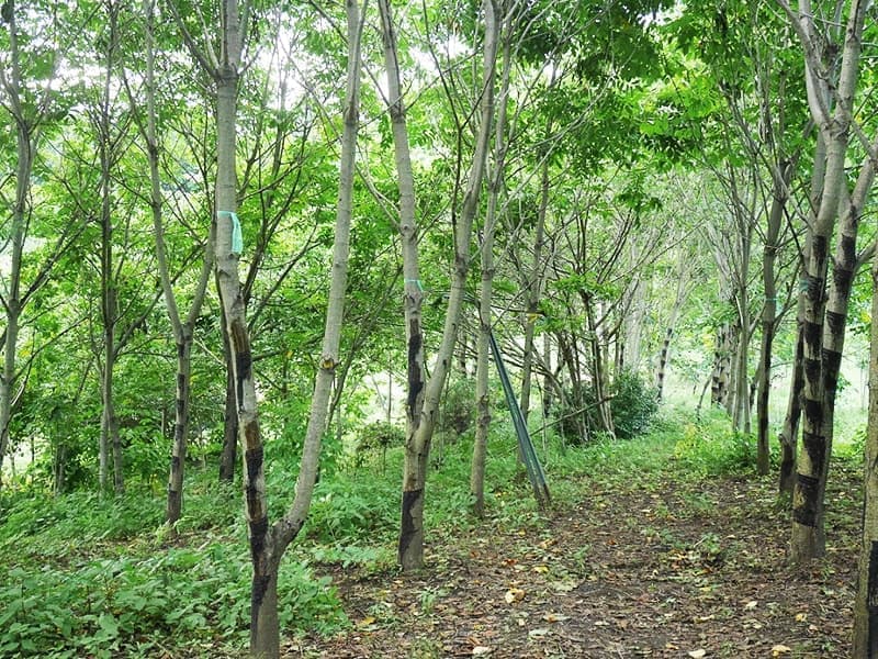 耐久性に優れ、なにより美しい漆器