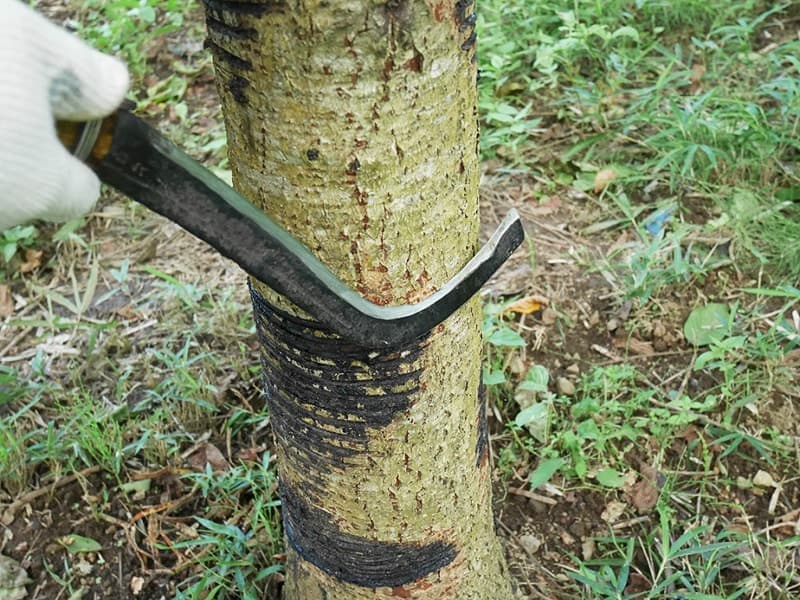 皮剥ぎ鎌を使って