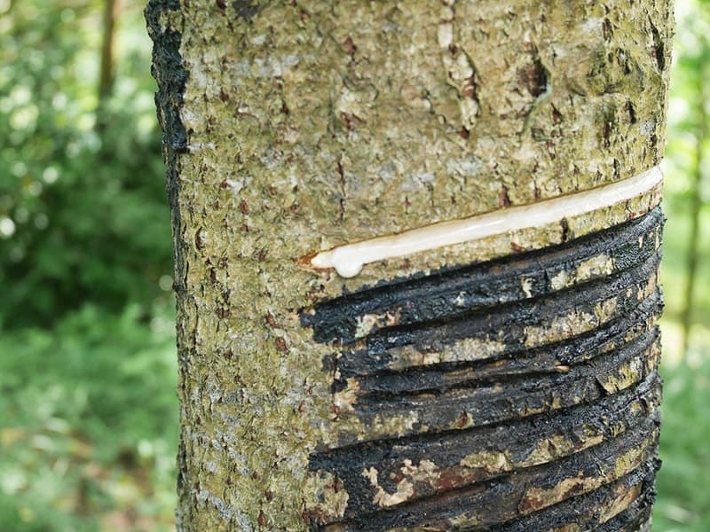 漆がでてきました