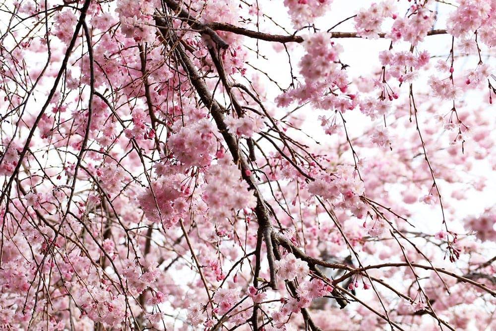 そろそろ手狭になってきたので