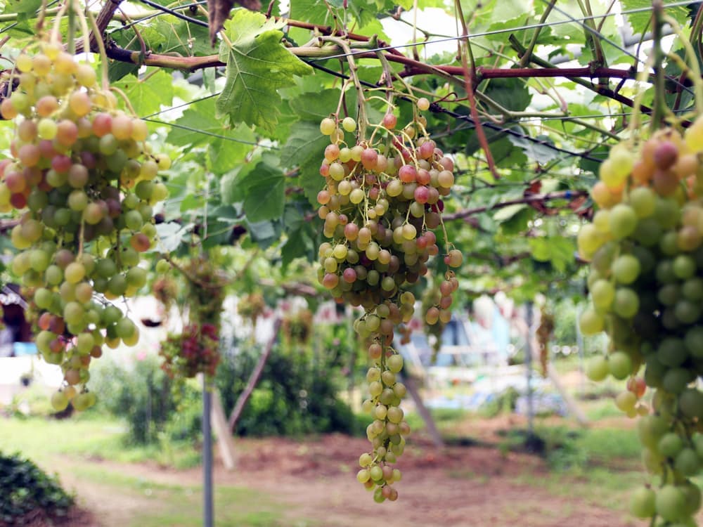 本多巨峰園さん