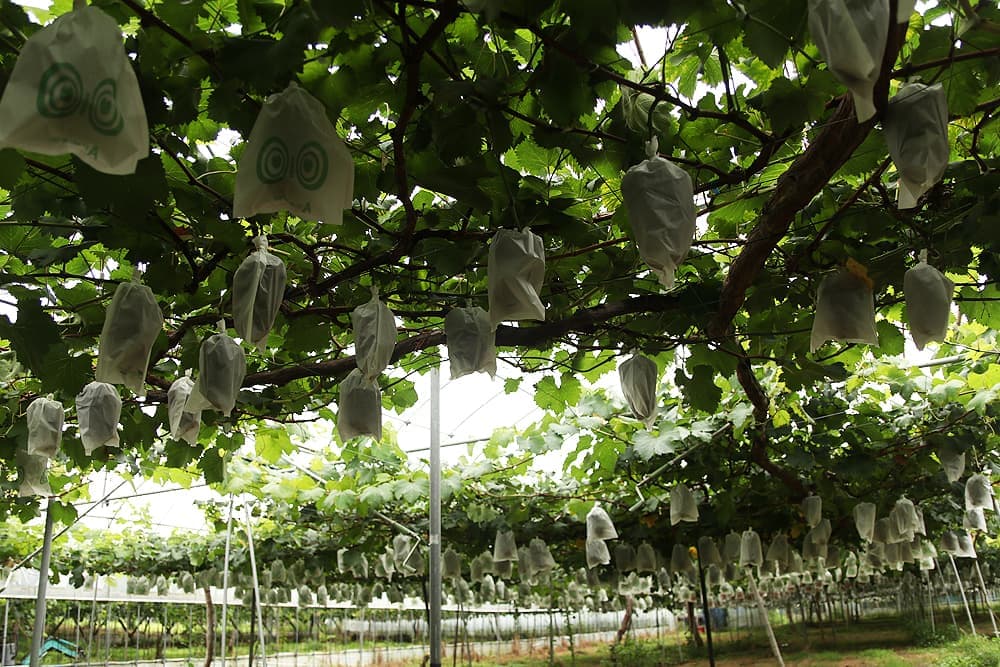 本多巨峰園さん