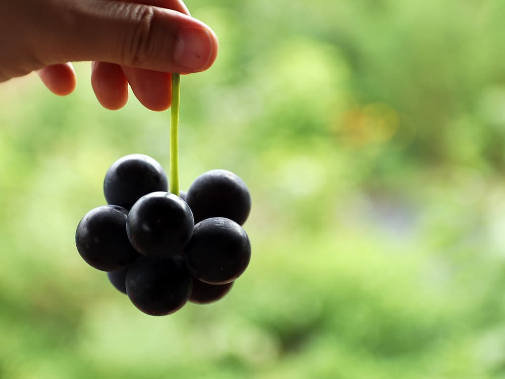 本多巨峰園さん